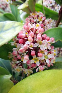 Skimmia j. 'Rubella' = foremanii 20-25 cm cont. 3,0L