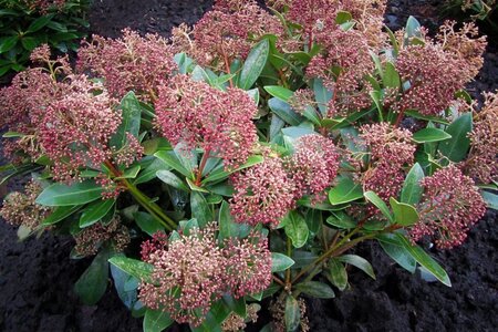 Skimmia j. 'Rubella' = foremanii 20-25 cm cont. 3,0L - afbeelding 2