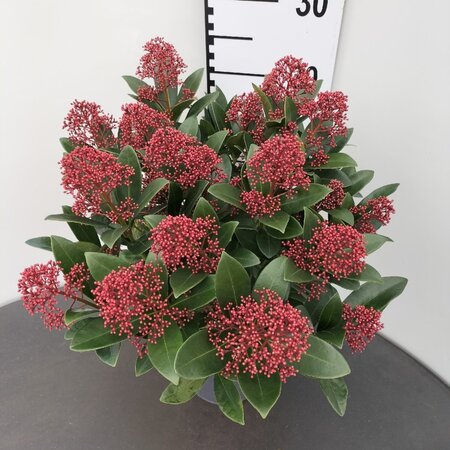 Skimmia j. 'Rubella' = foremanii 30-40 cm cont. 3,0L - afbeelding 4