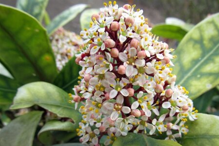 Skimmia j. 'Rubella' = foremanii 40-60 cm container - afbeelding 3