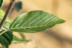 Sorbus aria 'Lutescens' 35-40 Hoogstam draadkluit dakvorm 240 - afbeelding 2