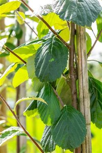 Sorbus aria 'Lutescens' 35-40 Hoogstam draadkluit dakvorm 240 - afbeelding 3