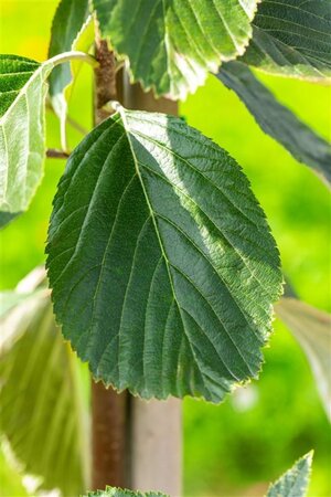 Sorbus aria 'Lutescens' 35-40 Hoogstam draadkluit dakvorm 240 - afbeelding 4