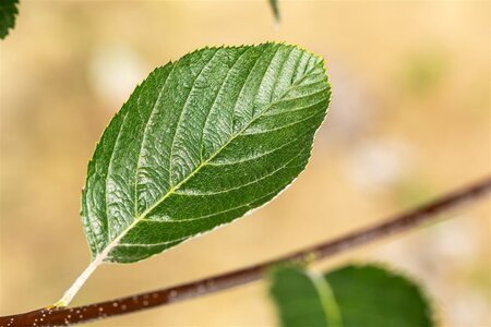 Sorbus aria 'Lutescens' 35-40 Hoogstam draadkluit dakvorm 240 - afbeelding 5