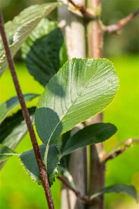 Sorbus aria 'Lutescens' 8-10 Hoogstam wortelgoed