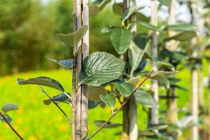 Sorbus aria 'Majestica' 6-8 Hoogstam wortelgoed