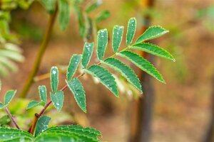 Sorbus auc. 'Wettra' 14-16 Hoogstam draadkluit 2 X verplant