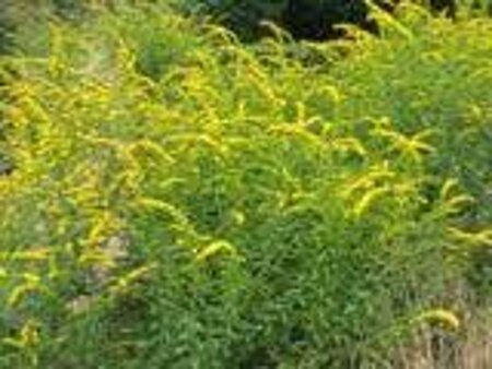 Solidago flex. 'Flexi Belle' geen maat specificatie 0,55L/P9cm - afbeelding 1