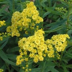 Solidaster luteus geen maat specificatie 0,55L/P9cm