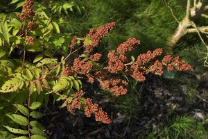 Sorbaria sorbifolia 60-80 cm wortelgoed struik