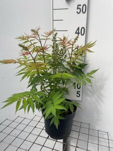 Sorbaria sorbif. 'Sem' geen maat specificatie cont. 3,0L
