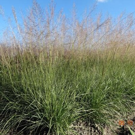 Sporobolus airoides 'Delicatesse' geen maat specificatie 0,55L/P9cm - afbeelding 1