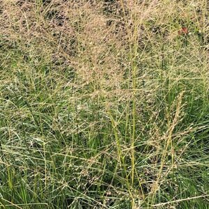 Sporobolus airoides 'Delicatesse' geen maat specificatie 0,55L/P9cm - afbeelding 2