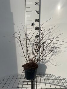 Spiraea arguta 60-80 cm cont. 3,0L - afbeelding 1