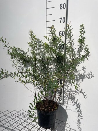 Spiraea arguta 60-80 cm cont. 3,0L - afbeelding 2