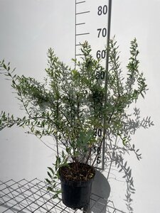 Spiraea arguta 60-80 cm cont. 3,0L - afbeelding 2