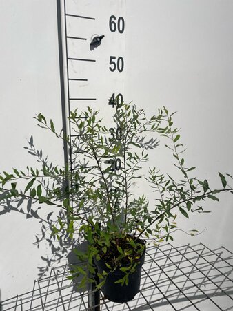 Spiraea arguta geen maat specificatie cont. 1,3L - afbeelding 2