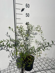 Spiraea arguta geen maat specificatie cont. 1,3L - afbeelding 2