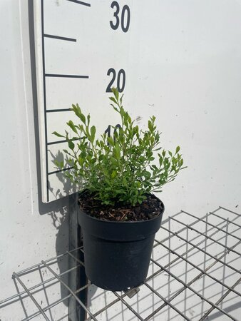 Spiraea arguta geen maat specificatie cont. 1,3L - afbeelding 3