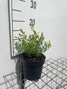 Spiraea arguta geen maat specificatie cont. 1,3L - afbeelding 3