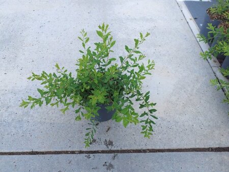 Spiraea arguta geen maat specificatie cont. 1,3L - afbeelding 1