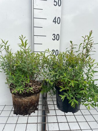Spiraea arguta geen maat specificatie cont. 3,0L - afbeelding 1
