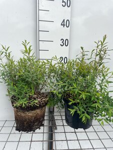Spiraea arguta geen maat specificatie cont. 3,0L