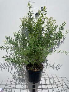 Spiraea arguta geen maat specificatie cont. 3,0L - afbeelding 2
