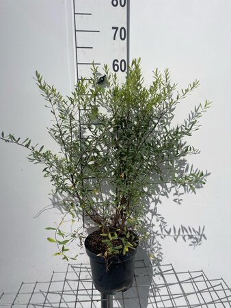 Spiraea arguta geen maat specificatie cont. 3,0L - afbeelding 3