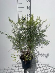 Spiraea arguta geen maat specificatie cont. 3,0L - afbeelding 3