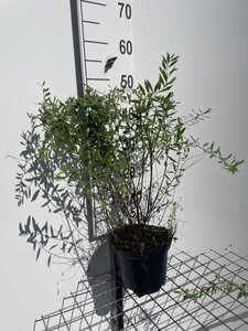 Spiraea arguta geen maat specificatie cont. 3,0L - afbeelding 4