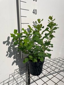 Spiraea betulifolia geen maat specificatie cont. 1,3L