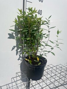 Spiraea billardii geen maat specificatie cont. 3,0L