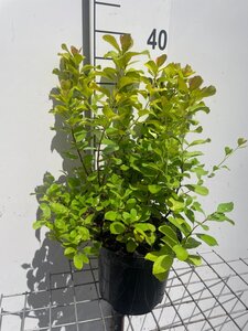 Spiraea betulifolia 'Tor Gold' geen maat specificatie cont. 3,0L