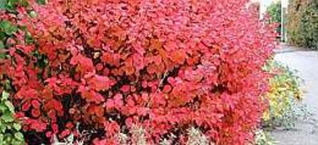 Spiraea betulifolia 'Tor' 30-40 cm cont. 3,0L - afbeelding 2