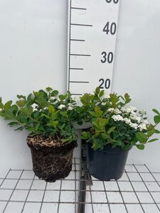 Spiraea betulifolia 'Tor' geen maat specificatie cont. 3,0L