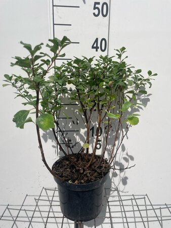 Spiraea betulifolia 'Tor' geen maat specificatie cont. 3,0L - afbeelding 2