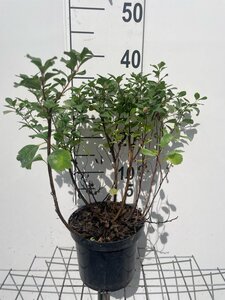 Spiraea betulifolia 'Tor' geen maat specificatie cont. 3,0L - afbeelding 2