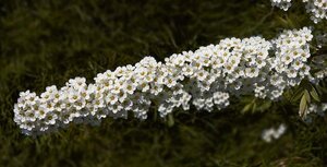 Spiraea cinerea 'Grefsheim' 60-80 cm wortelgoed struik - afbeelding 4