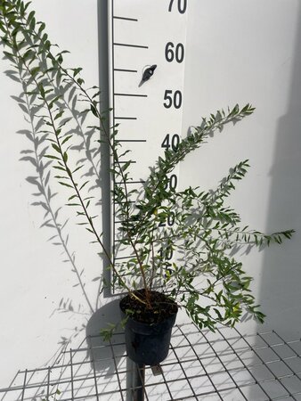 Spiraea cinerea 'Grefsheim' geen maat specificatie cont. 1,3L - afbeelding 4