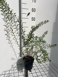 Spiraea cinerea 'Grefsheim' geen maat specificatie cont. 1,3L - afbeelding 4