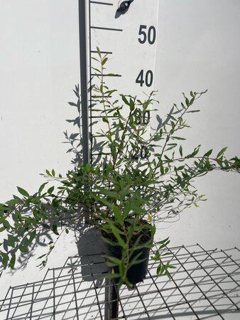 Spiraea cinerea 'Grefsheim' geen maat specificatie cont. 1,3L - afbeelding 1
