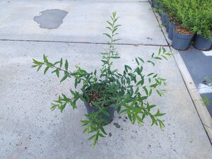 Spiraea cinerea 'Grefsheim' geen maat specificatie cont. 1,3L