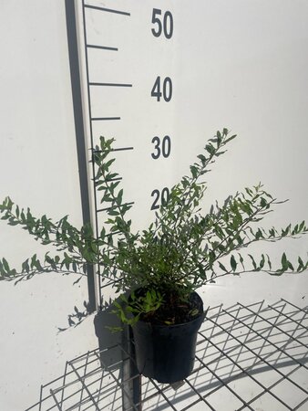 Spiraea cinerea 'Grefsheim' geen maat specificatie cont. 1,3L - afbeelding 3