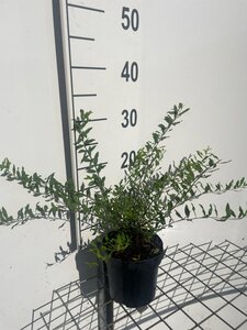 Spiraea cinerea 'Grefsheim' geen maat specificatie cont. 1,3L - afbeelding 3