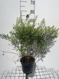 Spiraea cinerea 'Grefsheim' geen maat specificatie cont. 3,0L