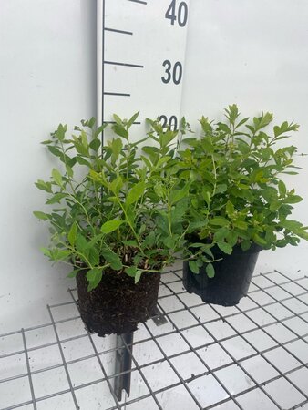 Spiraea decumbens geen maat specificatie cont. 3,0L - afbeelding 1