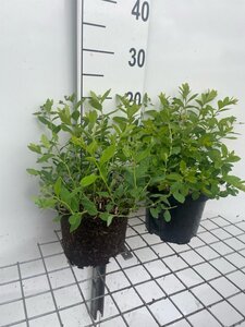 Spiraea decumbens geen maat specificatie cont. 3,0L