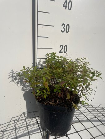 Spiraea decumbens geen maat specificatie cont. 3,0L - afbeelding 4