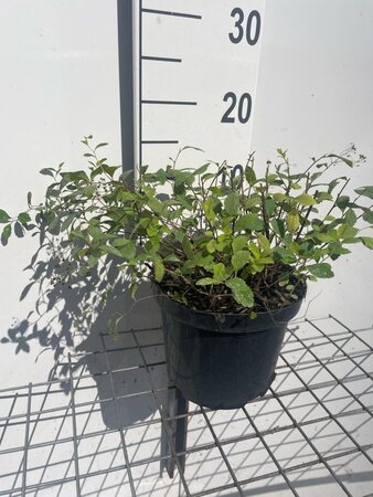 Spiraea decumbens geen maat specificatie cont. 3,0L - afbeelding 2